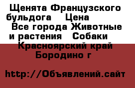 Щенята Французского бульдога. › Цена ­ 45 000 - Все города Животные и растения » Собаки   . Красноярский край,Бородино г.